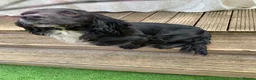 Sprocker dogs for sale: Rehome  - Advert 1