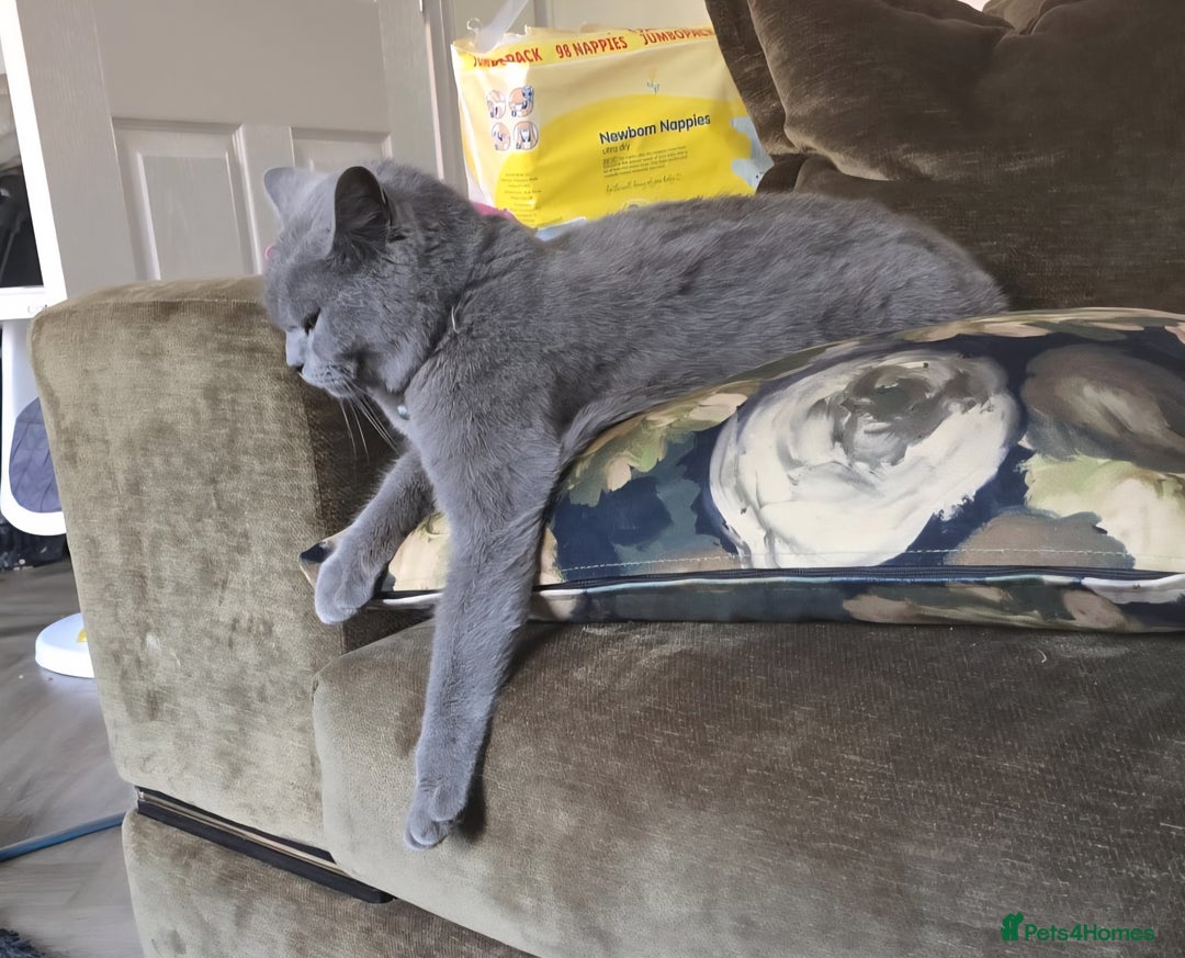 Maine Coon cats for sale: Stunning mainecoon/bsh kittens - Image 13