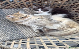 Persian cats for sale: Male  - Image 6
