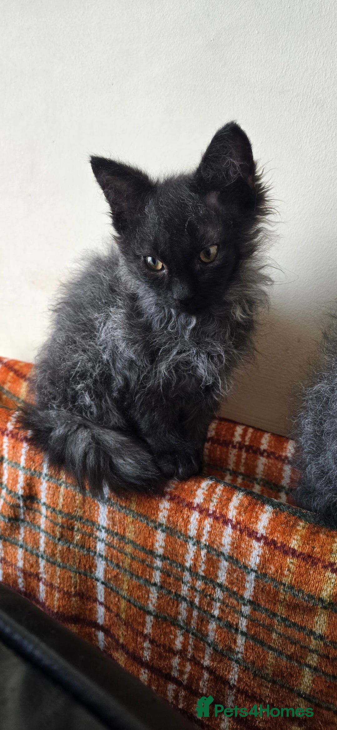 LaPerm cats for sale: 2 male Laperm mix kittens, curly haired - Advert 20