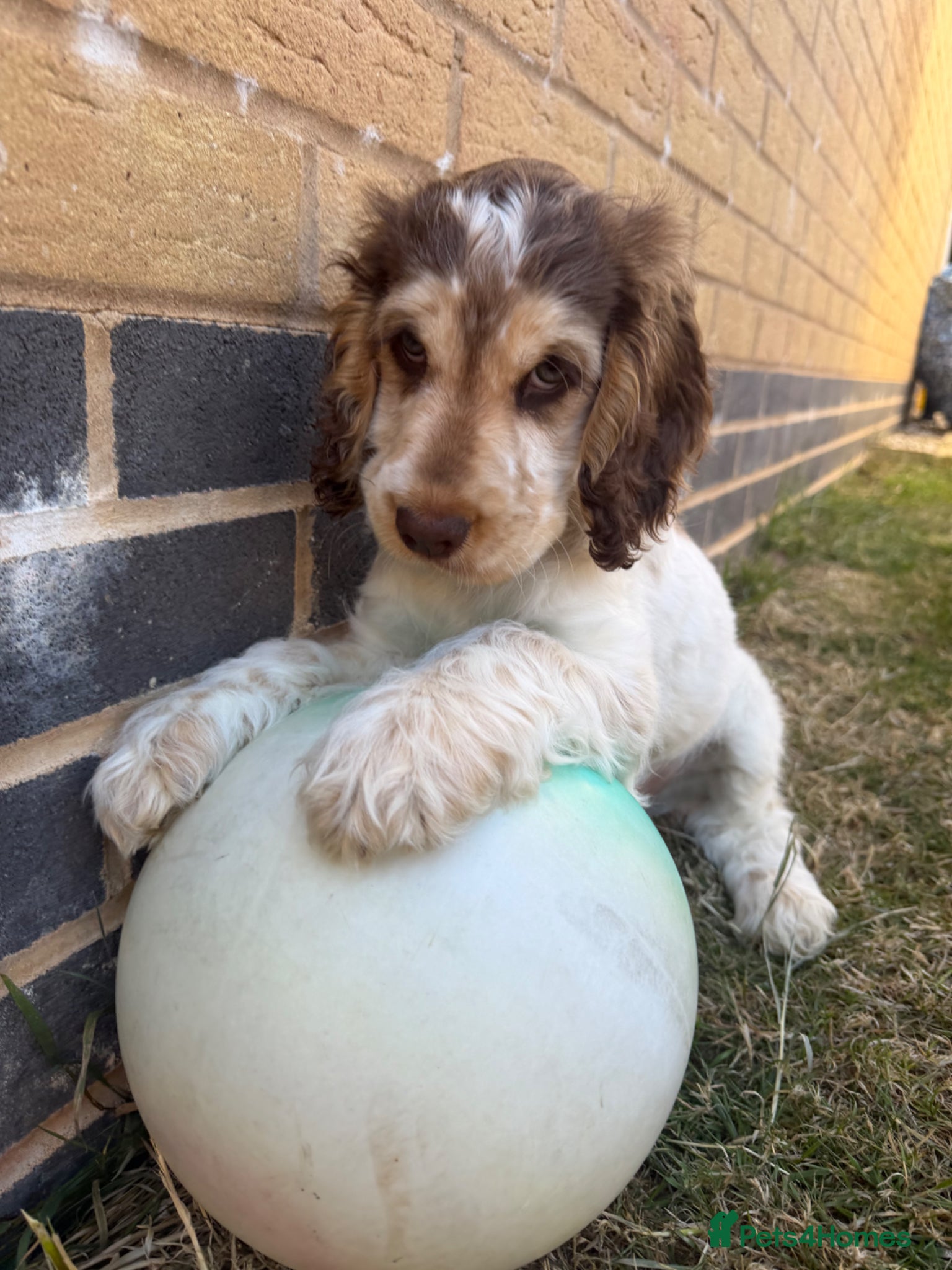 Cocker Spaniel dogs for sale: English Show Cocker Spaniel  in Barnstaple - Advert 3