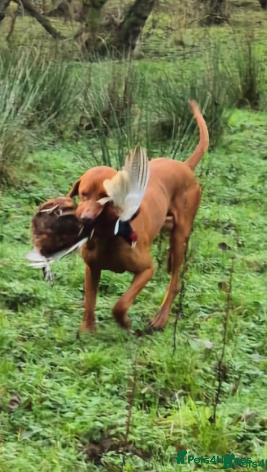 Hungarian Vizsla dogs for sale: Ready to leave KC Registered Vizsla Puppy  - Advert 10