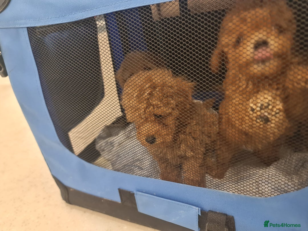 Toy Poodle dogs for sale: Tiny kc Russian background toy poodle poppies  - Image 21