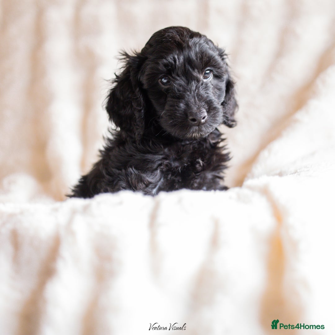 Cockapoo dogs for sale: Extensively health tested Cockapoo puppy’s  - Image 6