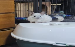 Chinchilla rodents for sale: 2 male chinchillas - Image 2