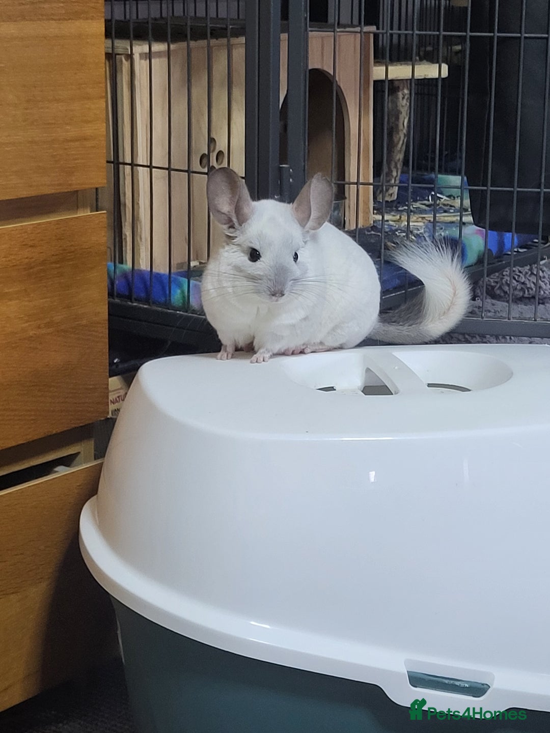 Chinchilla rodents for sale: 2 male chinchillas - Image 2