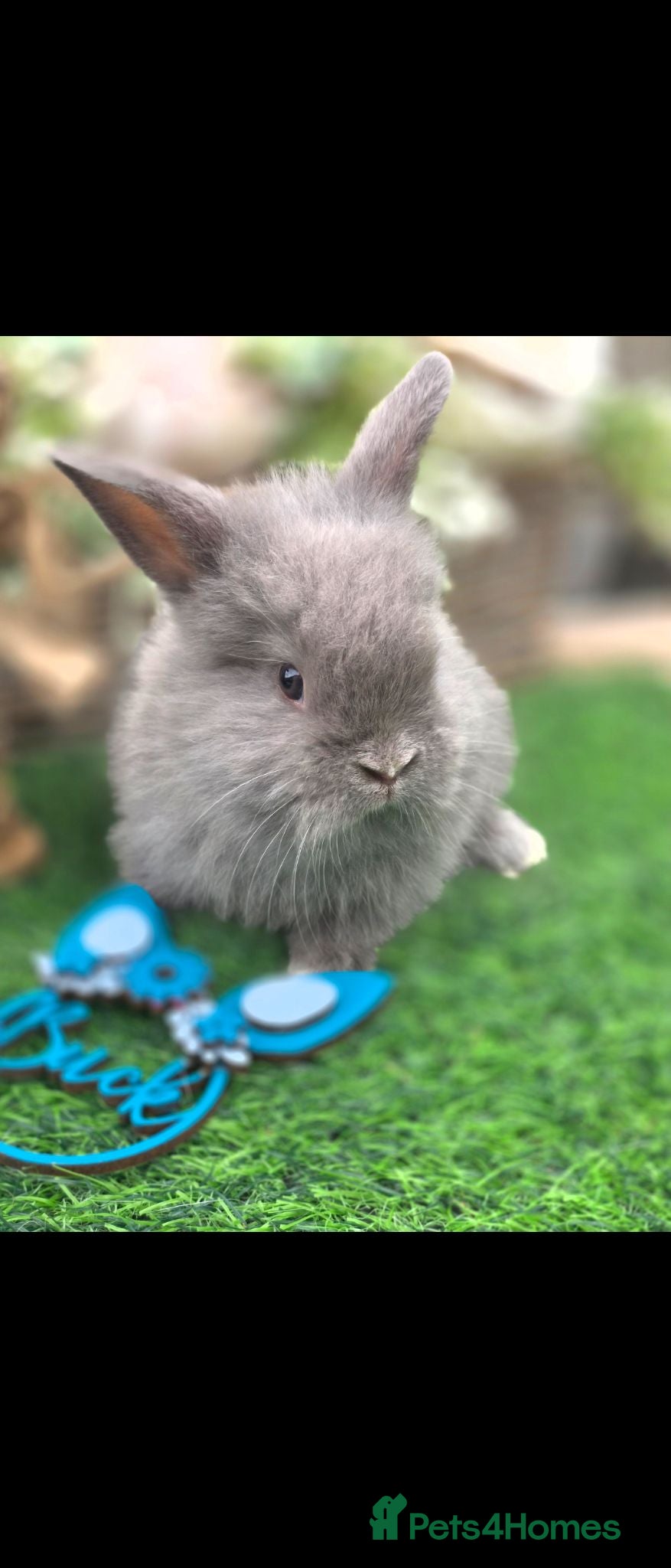 Lionhead rabbits Double Mained Lions For Reserve. - Advert 2
