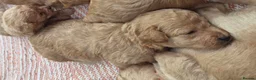 Mixed Breed dogs for sale: 💕10 Adorable Bichon-Maltipoo Puppies, bred by vet - Advert 28