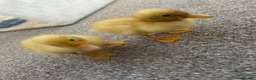 Ducks poultry for sale: 2 ducklings - Advert 2