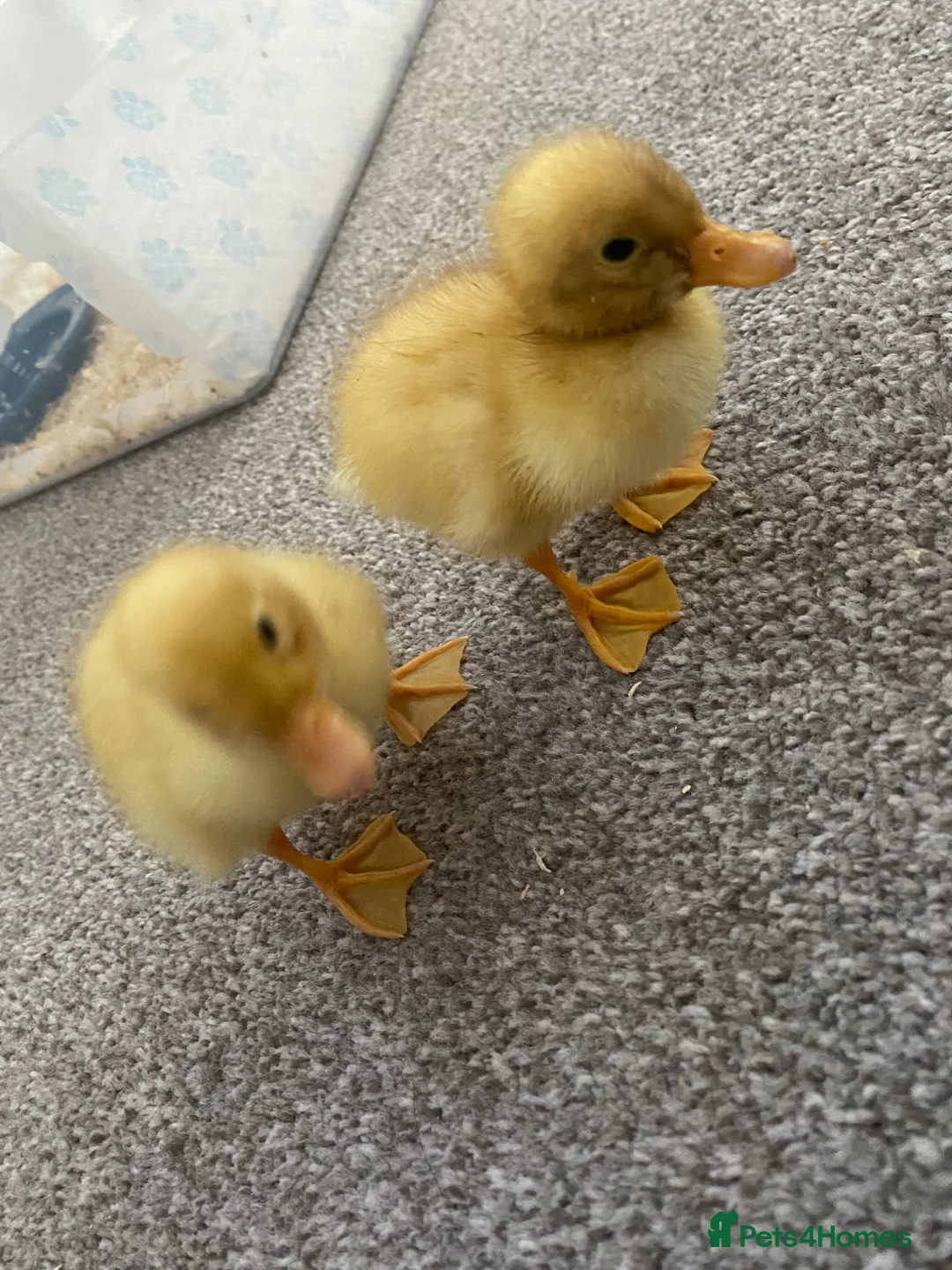 Ducks poultry for sale: 2 ducklings - Advert 2