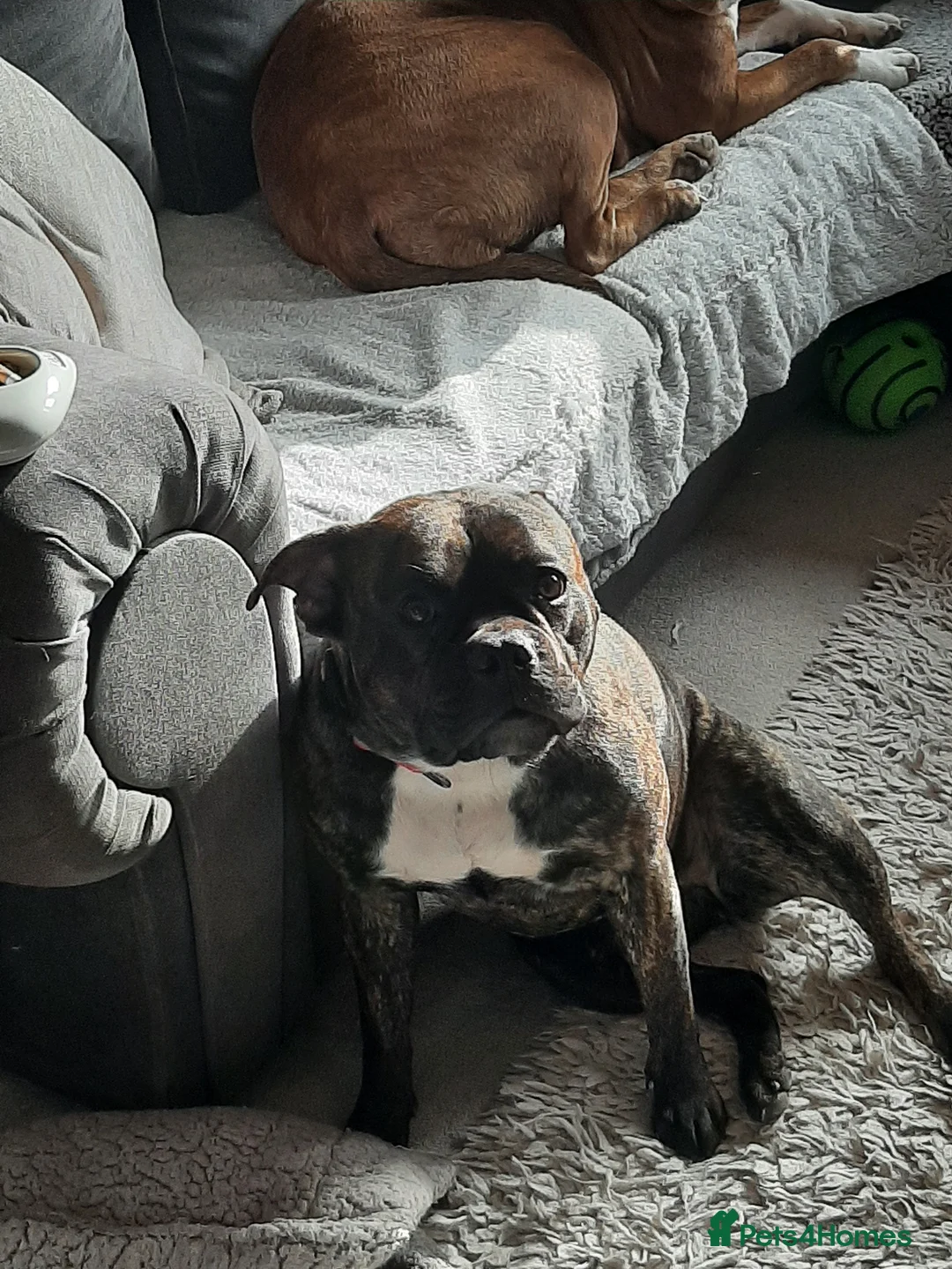 Mixed Breed dogs for sale: 3/4 French bulldog/1/4 American bully  - Advert 2