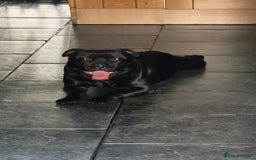 Staffordshire Bull Terrier dogs for sale: Blue Female Staffordshire Bull Terrier - Image 13