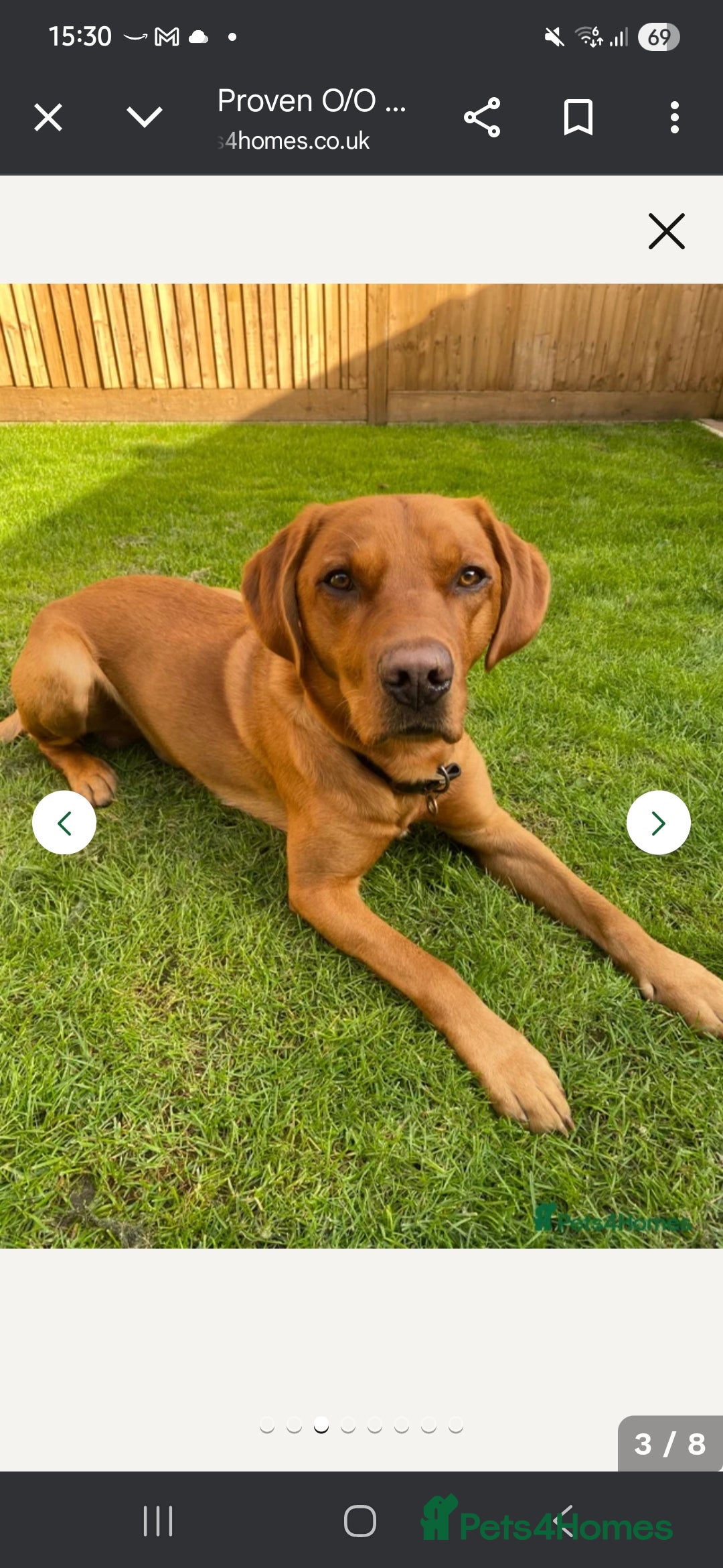 Labrador Retriever dogs for sale: KC Registered Labrador Retriever Puppies - Advert 2