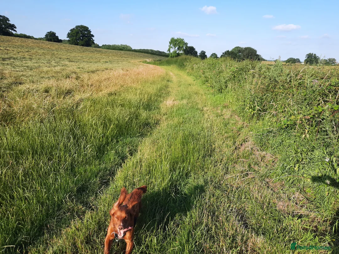 Cocker Spaniel dogs for stud: Experienced stud in Gloucester - Advert 9