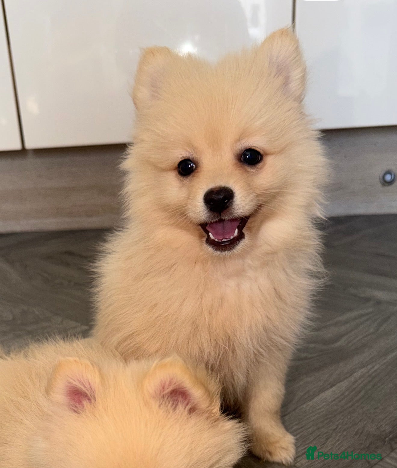 Pomeranian dogs Pomeranian male Puppy - Advert 12