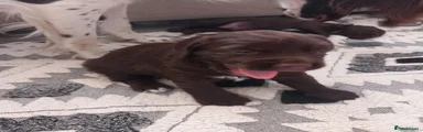 English Springer Spaniel 1