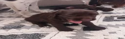 English Springer Spaniel dogs for sale: English Springer Spaniels Puppies  - Advert 9