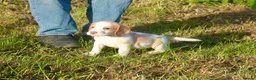 Beagle dogs for sale: READY NOW BEAGLE PUPPIES - Advert 8