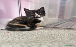 British Shorthair cats for sale: Gorgeous playful British Shorthair kittens  - Image 12