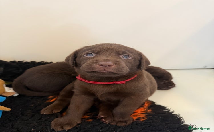 Labrador Retriever dogs - Advert 2