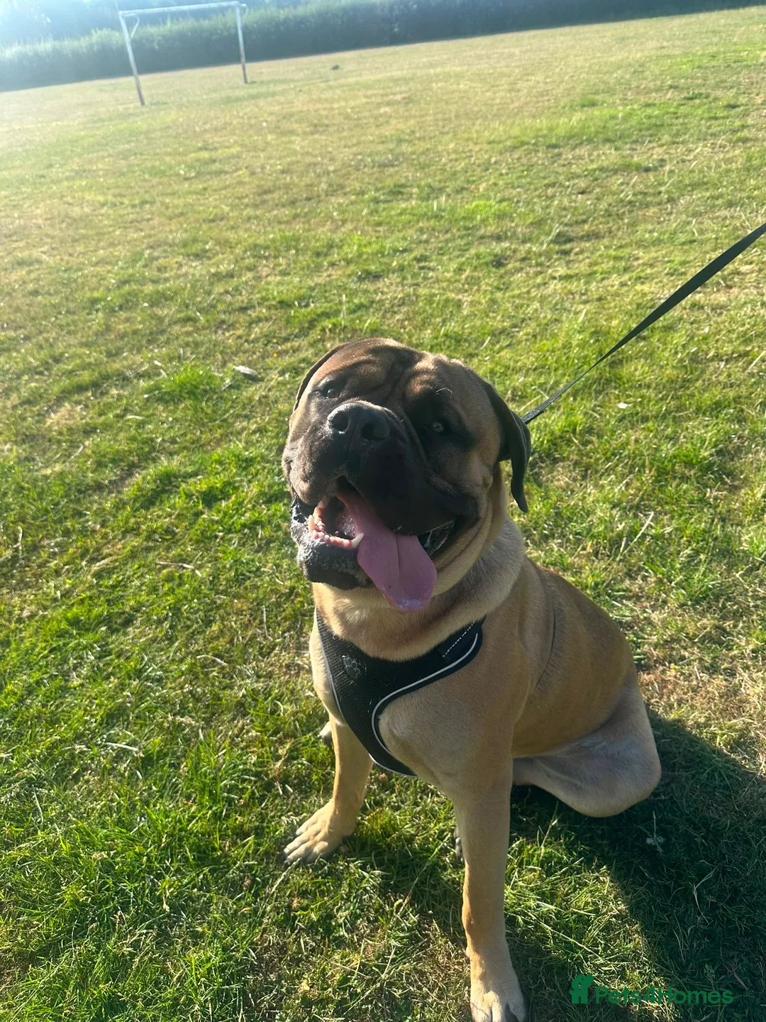 Bullmastiff dogs for stud: Bullmastiff to stud  in Immingham - Advert 2