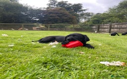 Labrador Retriever dogs for sale: Two Beautiful KC RegisteredLabrador Boys for Sale  - Image 5