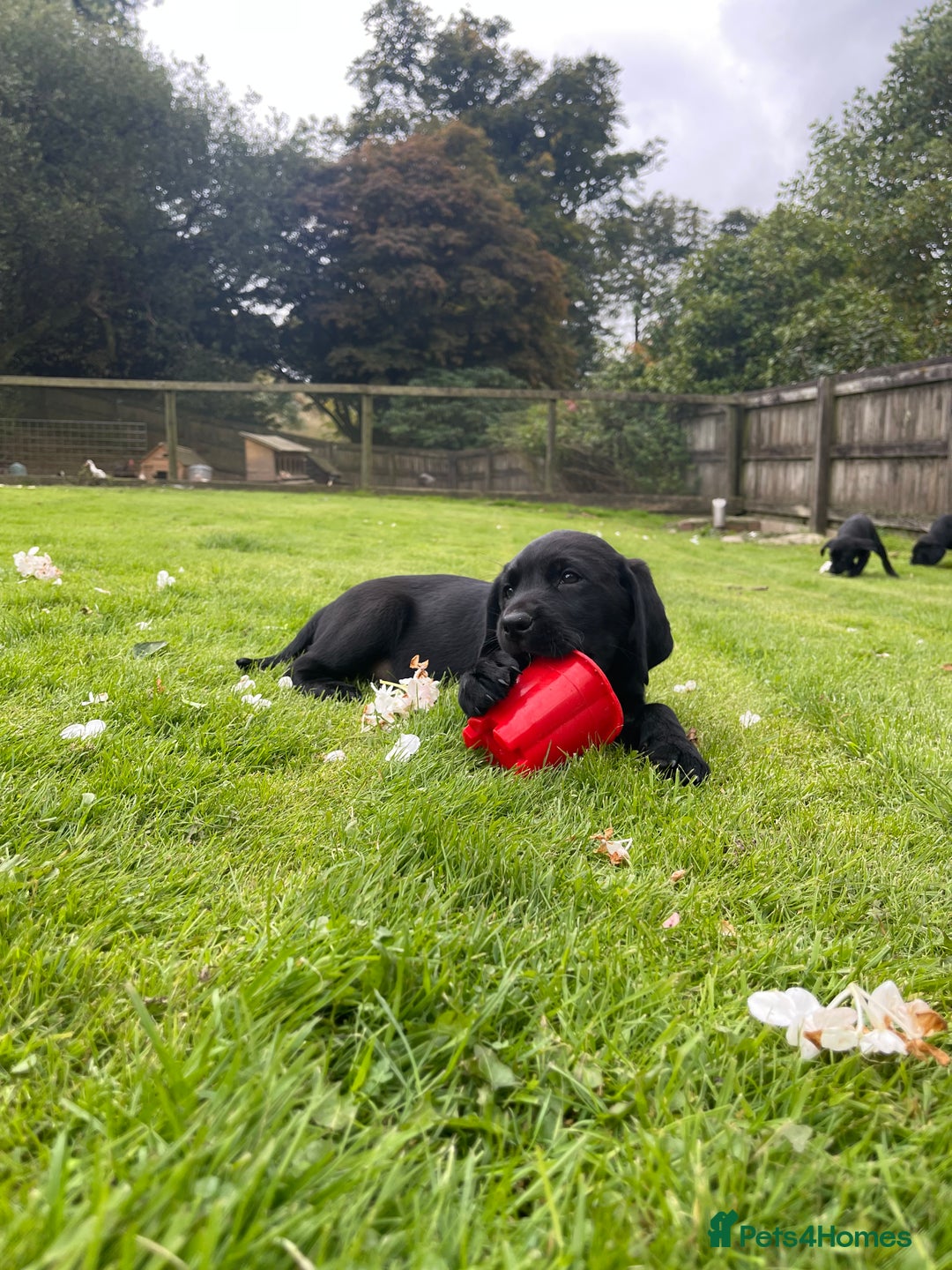 Labrador Retriever dogs for sale: Two Beautiful KC RegisteredLabrador Boys for Sale  - Image 5