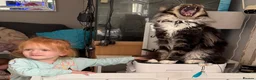 Maine Coon cats for sale: Xl Maine coon kittens health tested parents Tica R - Advert 9