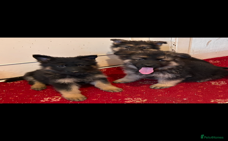 German Shepherd dogs - Advert 13