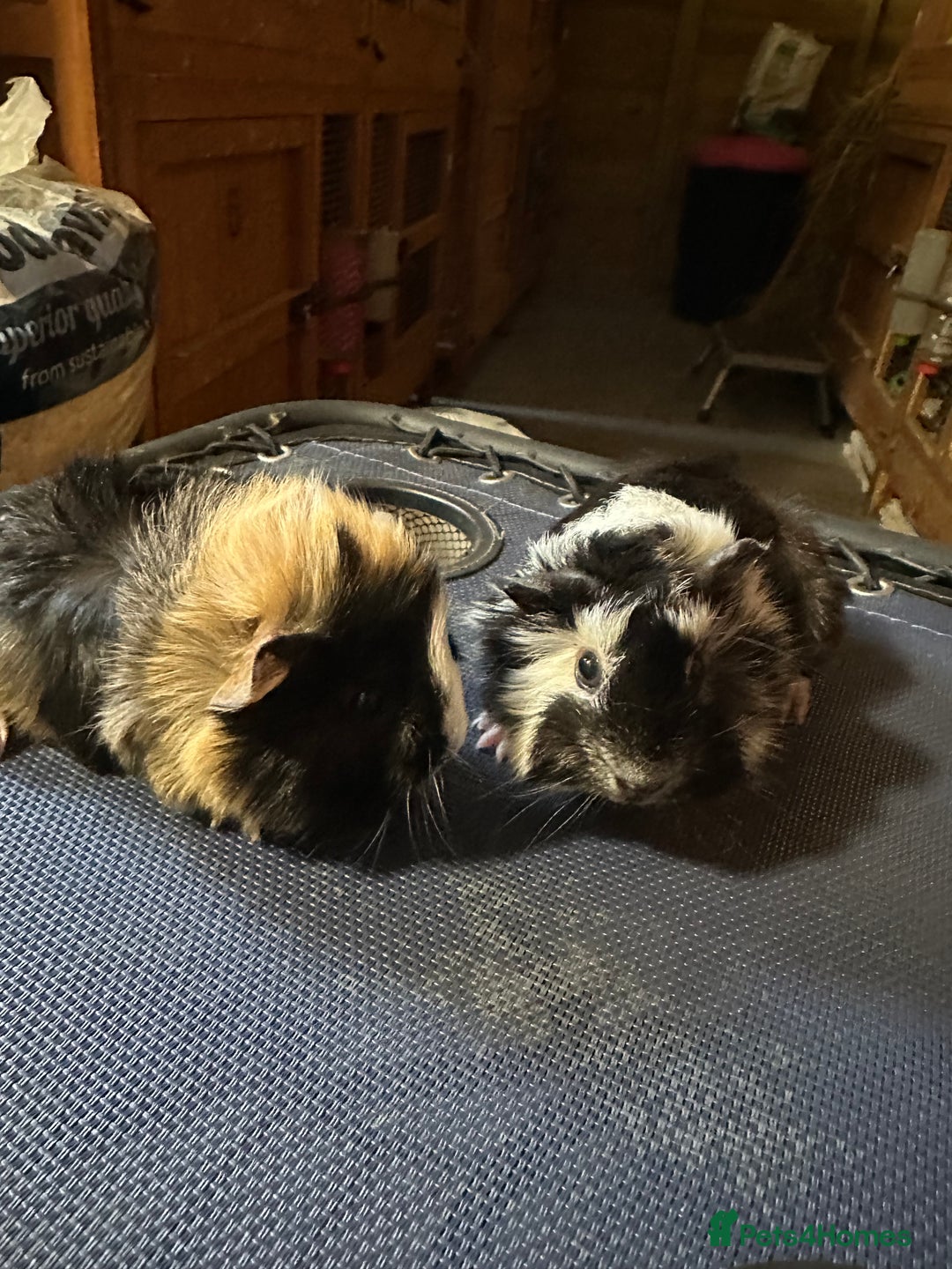 Guinea Pig rodents for sale: 2 Handsome male baby guinea pigs. - Advert 6