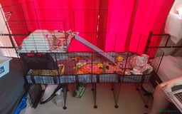Guinea Pig rodents for sale: 2 male Guinea pigs for sale  - Image 2
