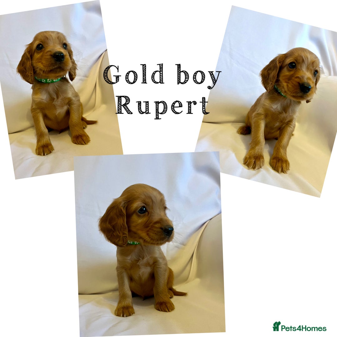 Cocker Spaniel dogs for sale: Cocker spaniel puppies - Advert 3