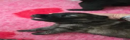 German Shepherd dogs for sale: German Shepherd Puppies in Northwich - Advert 9