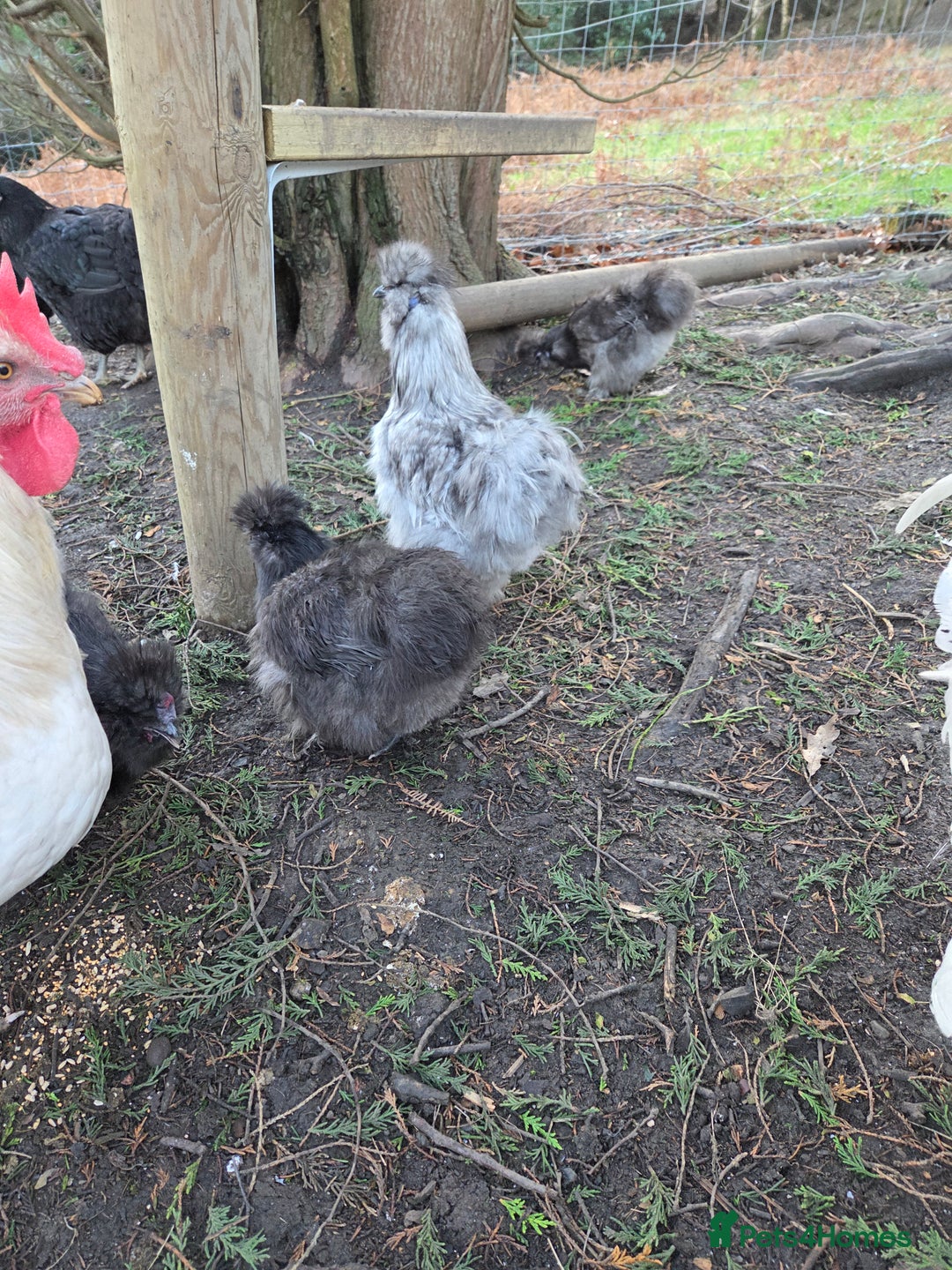 Chickens poultry for sale: Silkie rooster and hen  - Advert 9