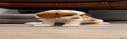 Cavapoo dogs for sale: Beautiful apricot cavapoos PRICE REDUCED £1900 - Advert 7