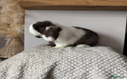 Mini Lop rabbits for sale: Pure Bred Mini lops  - Image 12
