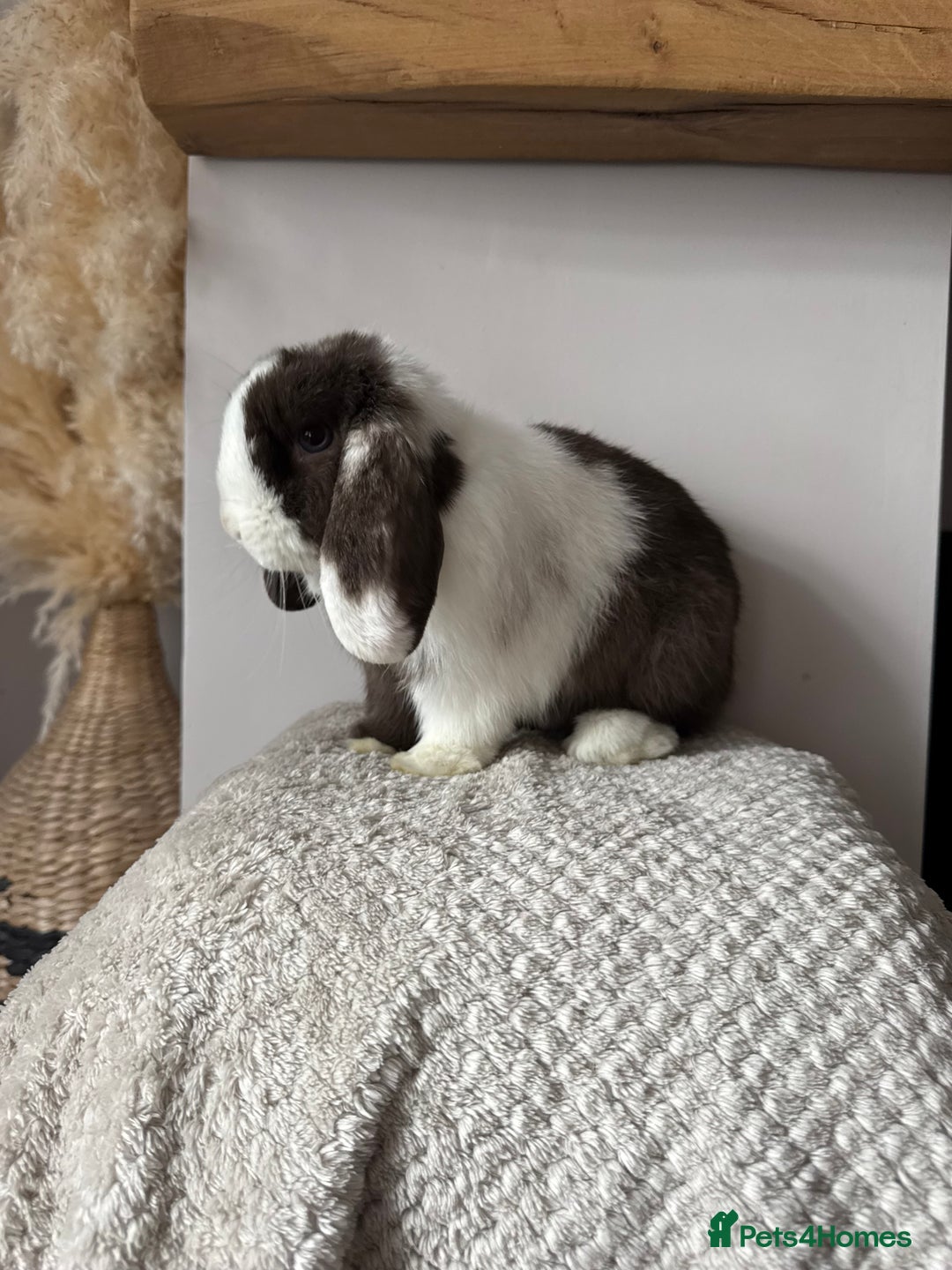 Mini Lop rabbits for sale: Pure Bred Mini lops  - Image 12