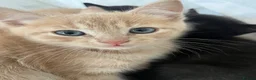 Ragdoll cats for sale: Handsome very affectionate ginger boy kitten  - Advert 6