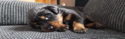 Rottweiler dogs for sale: ROTTWEILER PUPS- ALL RESERVED  - Advert 15