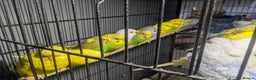 Budgerigars birds for sale: Lovely Group of Budgies  - Advert 19