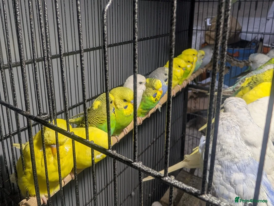 Budgerigars birds for sale: Lovely Group of Budgies  - Advert 19