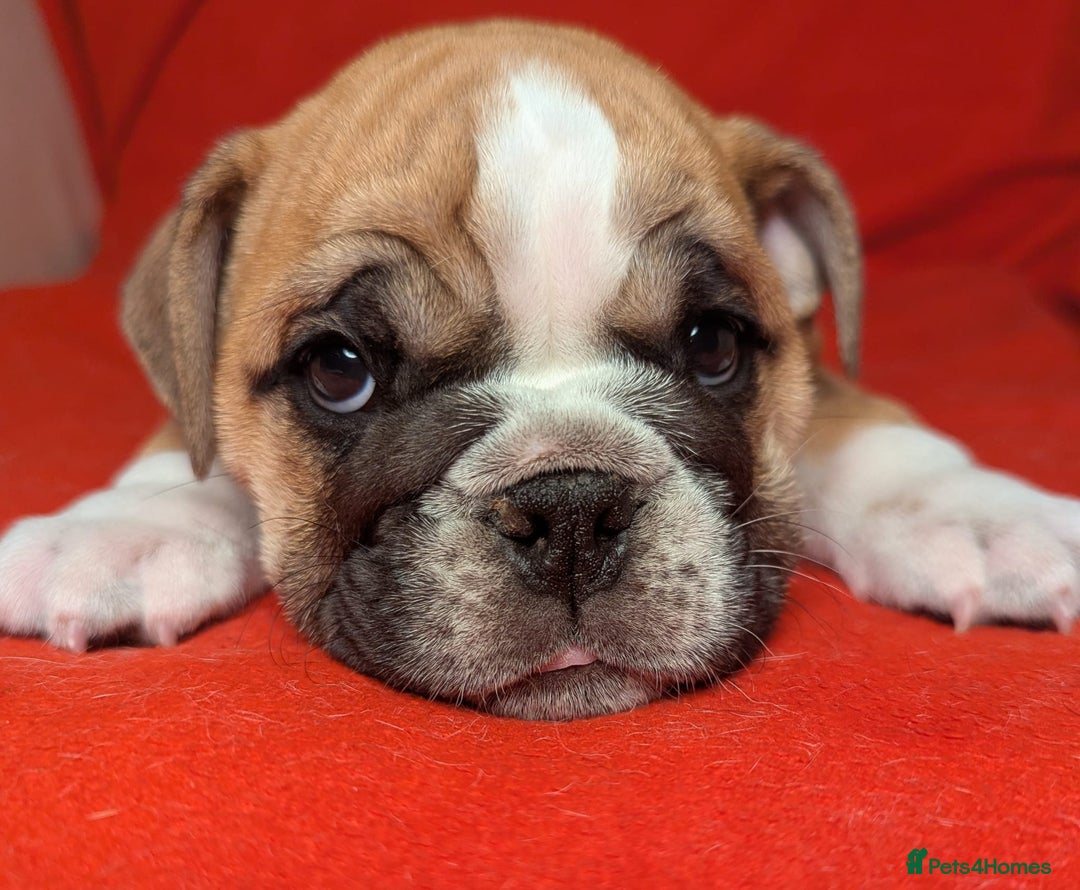 American Bulldog English Bulldog Boston Terrier Mix Puppies Half