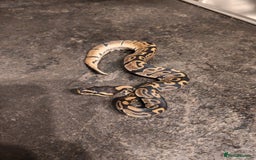 Python Snake reptiles for sale: Snakes for sale  - Image 2