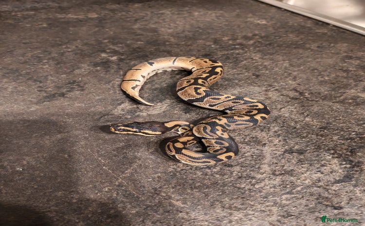 Python Snake reptiles - Advert 2