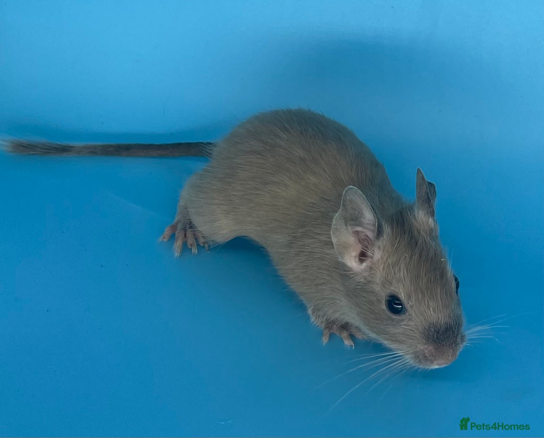 Degus rodents for sale: Baby degus - Advert 4