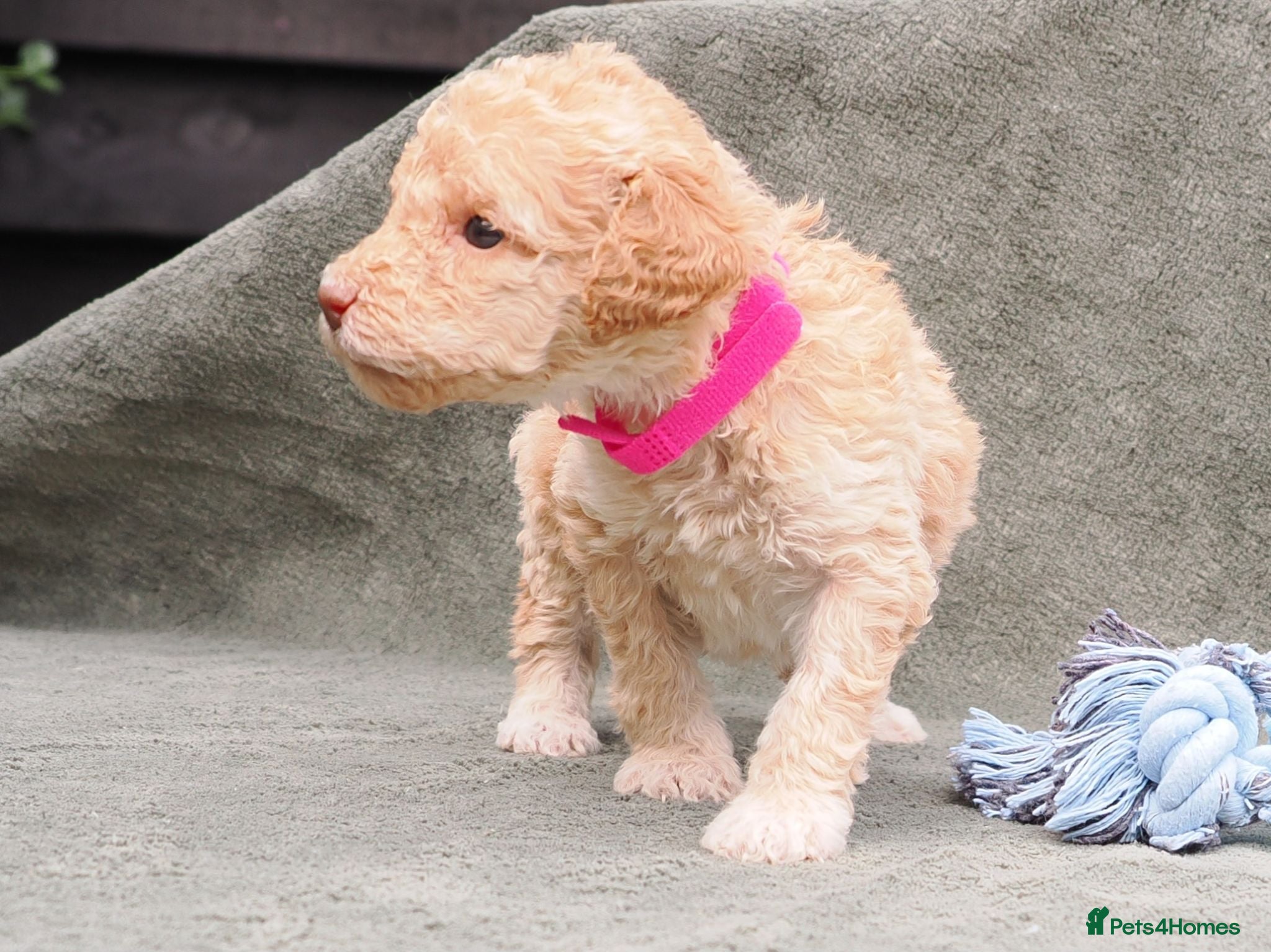 Labradoodle dogs Labradoodles Miniature/Midi Puppies Muliti Gen  - Advert 2