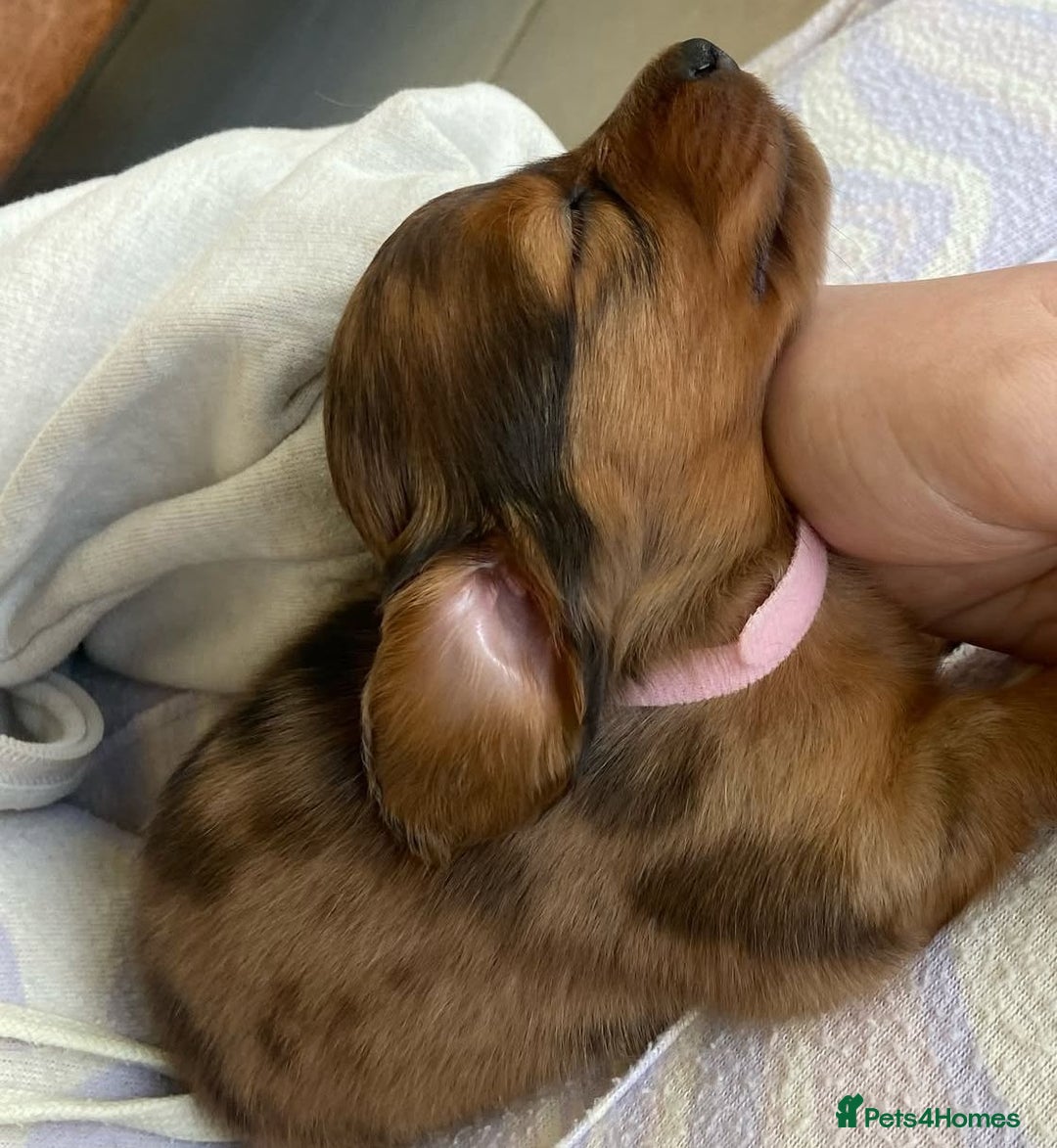 Miniature Dachshund dogs for sale: Miniature Purebred Dachshund Puppies - Image 19