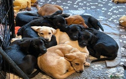 Mixed Breed dogs for sale: 3 Male, Black Labrador Cross puppies  - Image 1