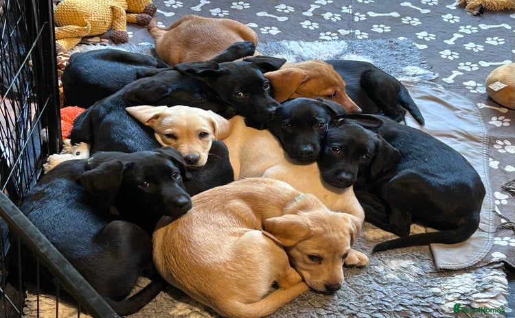 Mixed Breed dogs - Advert 10