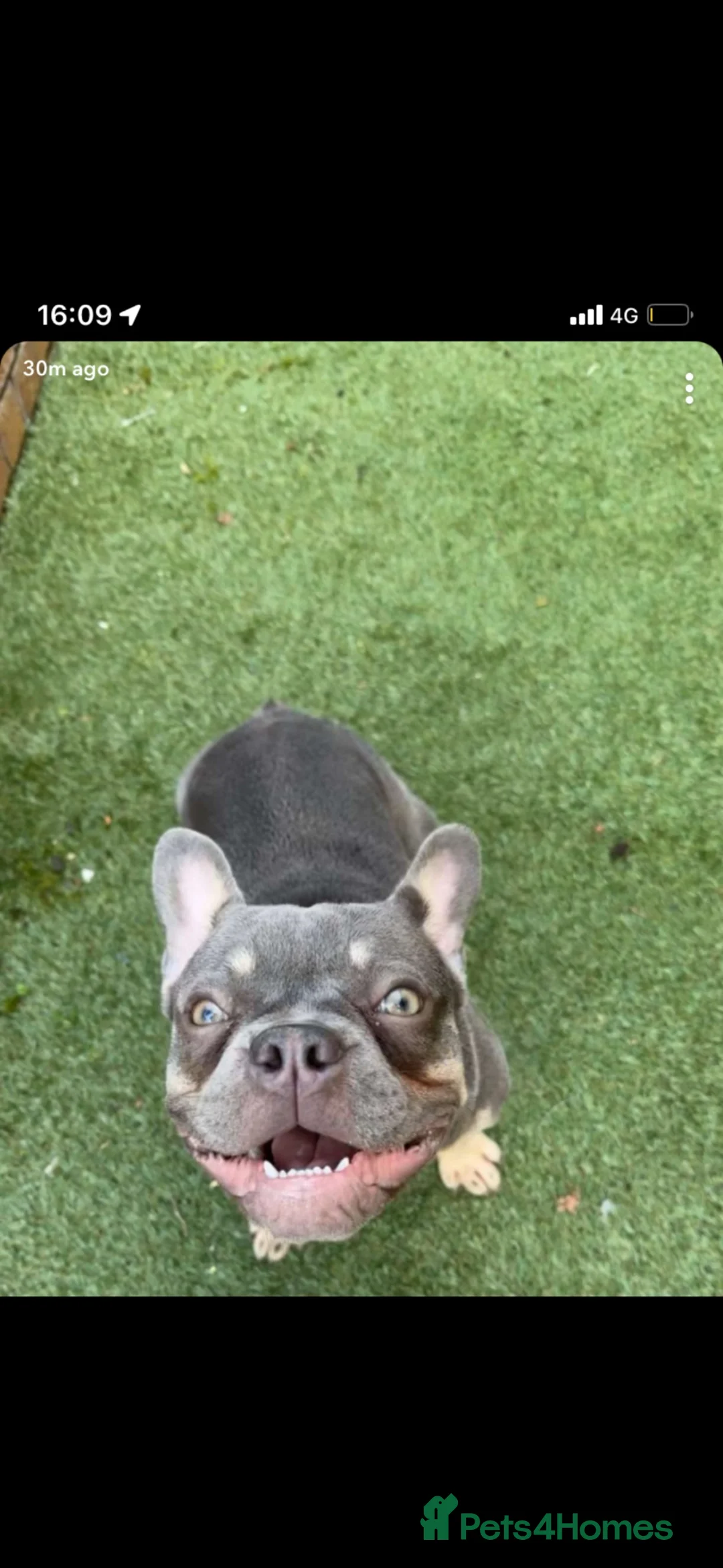 French Bulldog dogs for sale: Male French bulldog in Prenton - Advert 2